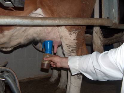 Meme ba?lar?n?n dezenfeksiyonu